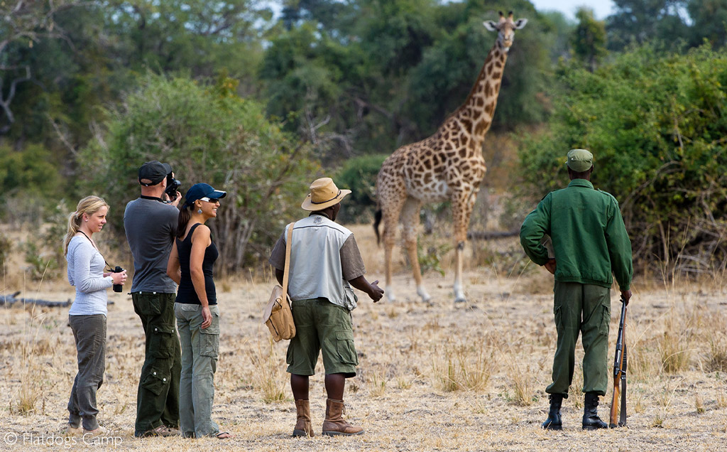 Wildlife removal san antonio