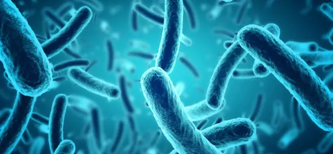 Bacteria Improve Septic Tank